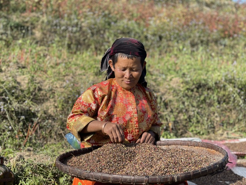 Hạt tam giác mạch là sản phẩm nông nghiệp có từ lâu đời của đồng bào dân tộc ở tỉnh Hà Giang