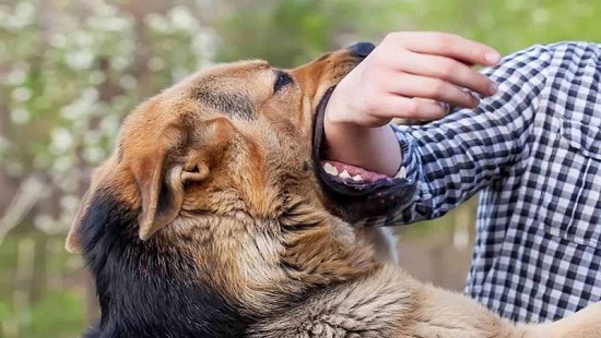 Nên và không nên làm gì khi bị động vật cắn để tránh tử vong