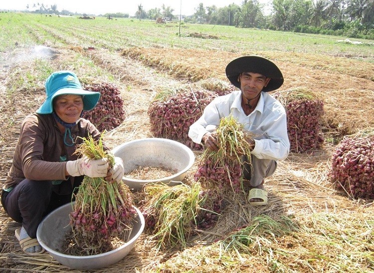 Sóc Trăng: Phát triển hành tím Vĩnh Châu- sản phẩm OCOP 3 sao