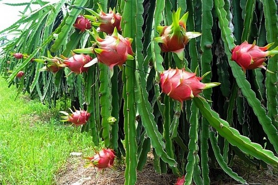 Bình Thuận đẩy mạnh phối hỗ trợ thông quan hàng hoá xuất nhập khẩu qua tỉnh Lạng Sơn