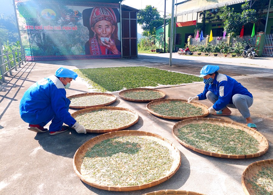 “Fìn Hò Trà” đặc sản trứ danh của vùng núi Phìn Hồ