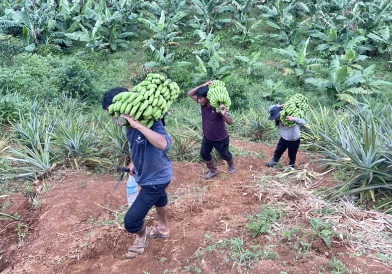 Lâm Đồng: Phát triển thương hiệu chuối Laba thành sản phẩm OCOP 5 sao