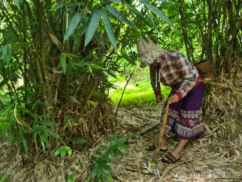 Quảng Bình: Phát triển sản phẩm măng rừng giúp bà con dân tộc Ma Coong thoát nghèo