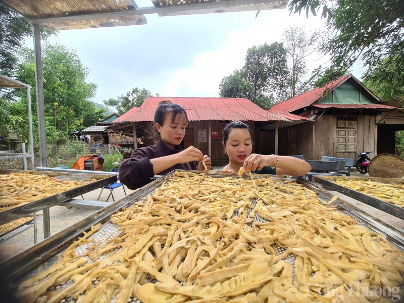 Quảng Bình: Phát triển sản phẩm măng rừng giúp bà con dân tộc Ma Coong thoát nghèo