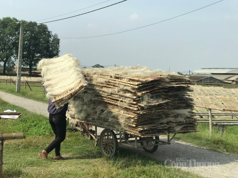 Tăng giá trị sản phẩm Miến Làng So nhờ sản xuất sạch