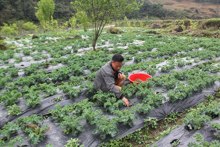 Vùng cao Bắc Hà nâng cao hiệu quả sản xuất vụ đông