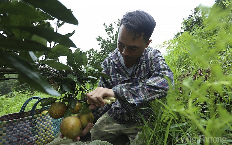 Đặc sản cam Khe mây Hà Tĩnh, chưa Tết đã cháy hàng