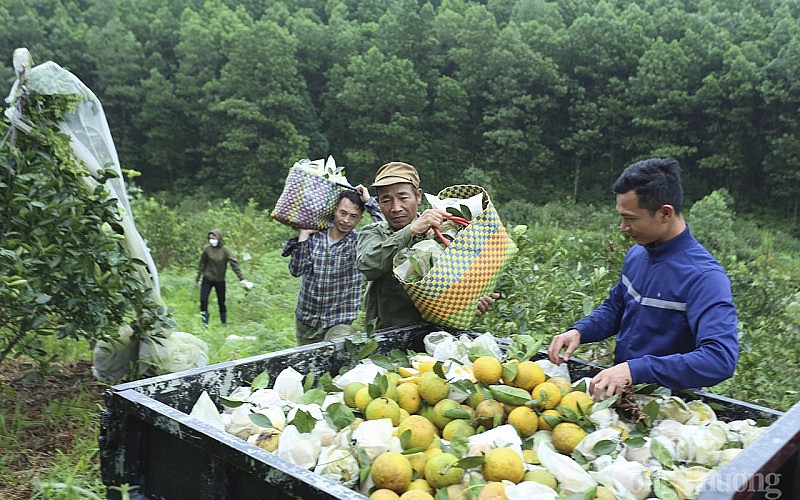 Đặc sản cam Khe mây Hà Tĩnh, chưa Tết đã cháy hàng