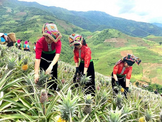 Sơn La: Hiệu quả từ trồng dứa theo chuỗi liên kết