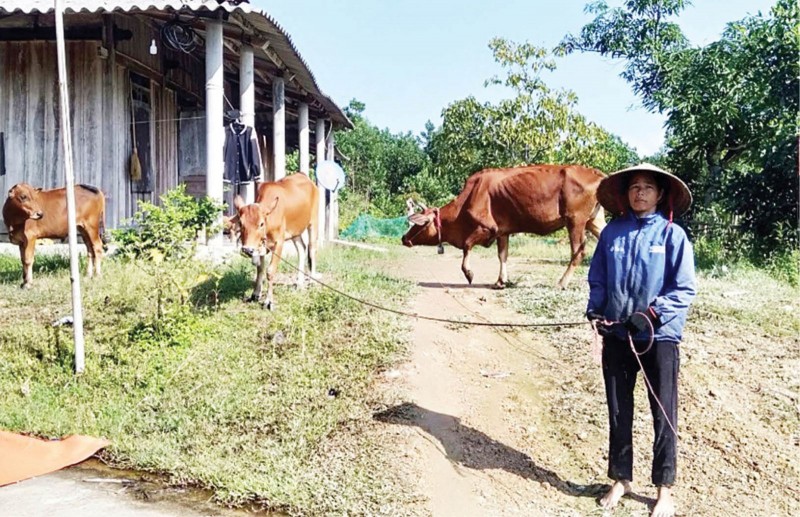 Bò vàng giúp đồng bào vùng cao A Lưới làm giàu