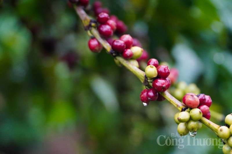 Giá cà phê hôm nay 29/11: Giá cà phê trong nước đi ngang