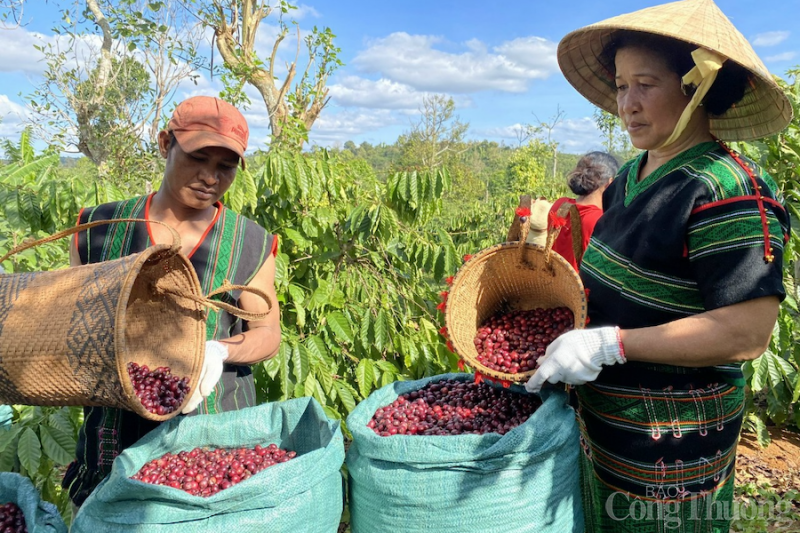 Giá cà phê hôm nay 11/5: Giá cà phê trong nước giảm nhẹ