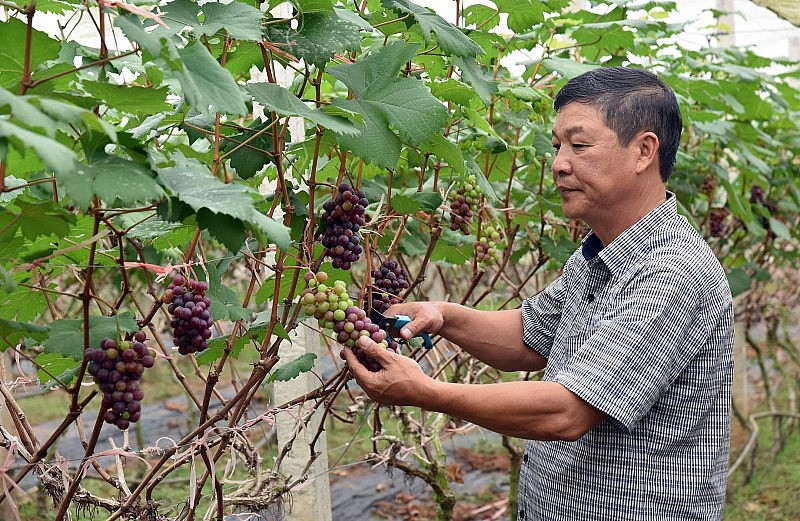 “Quả ngọt” từ  chính sách tái cơ cấu ngành nông nghiệp