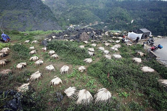 Hà Giang: Mật ong bạc hà – sản phẩm OCOP chủ lực của cao nguyên đá