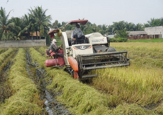 Giá lúa gạo hôm nay ngày 7/11: Đồng loạt tăng 100 - 400 đồng/kg