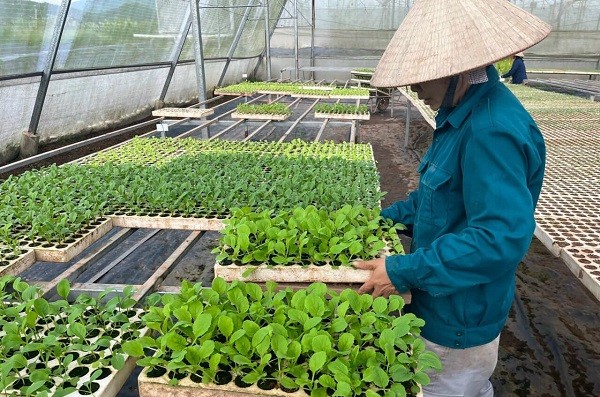 Lạng Sơn: Triển khai đồng bộ giải pháp lĩnh vực bảo hiểm đến người lao động tại các hợp tác xã
