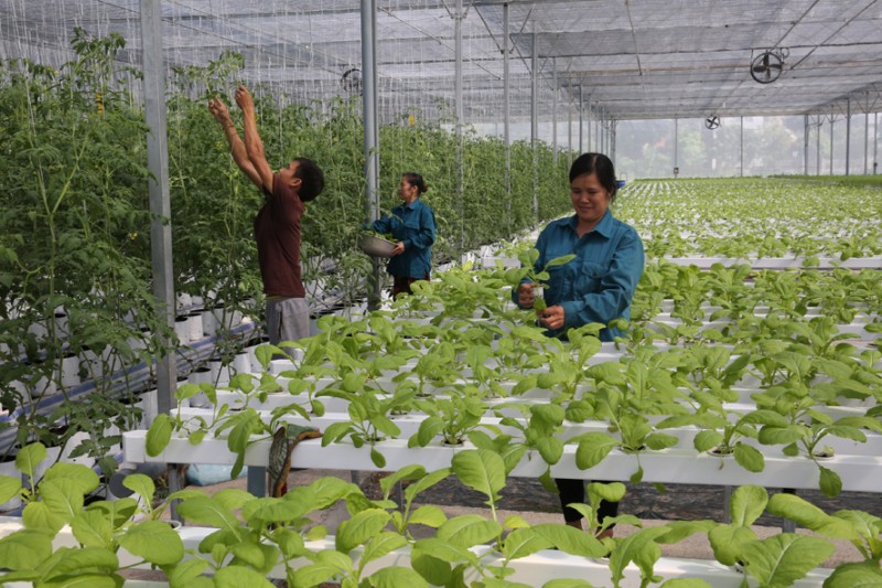 Lạng Sơn: Triển khai đồng bộ giải pháp lĩnh vực bảo hiểm đến người lao động tại các Hợp tác xã