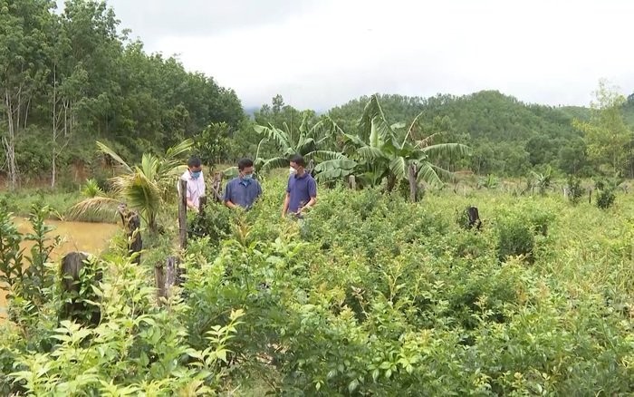Quảng Nam: Chè dây Ra Zéh - sản vật của đồng bào Cơ Tu