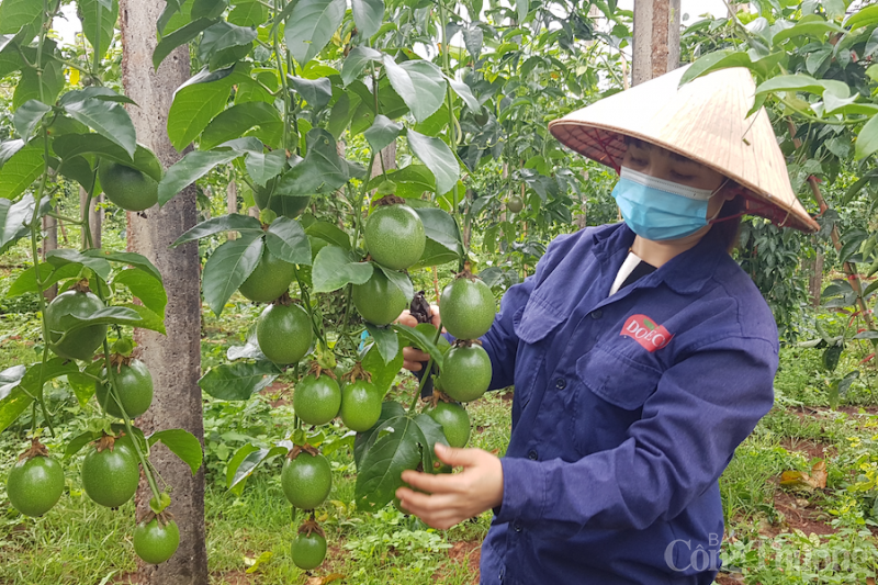 Gia Lai: EVFTA tạo động lực để doanh nghiệp đẩy mạnh xuất khẩu qua thị trường EU