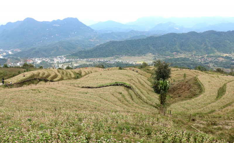 Những thửa ruộng bậc thang phủ kín hoa tam giác mạch chào đón Lễ hội ẩm thực dân tộc Dao