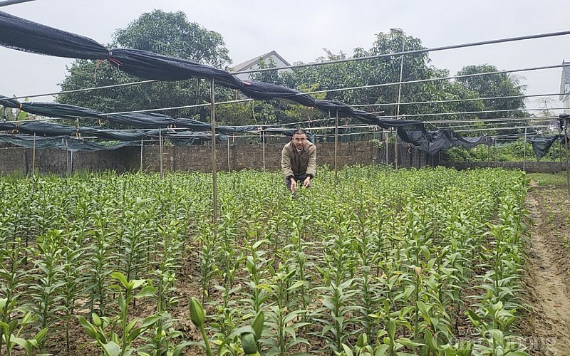 Nghệ An: Làng hoa Nghi Liên mất Tết