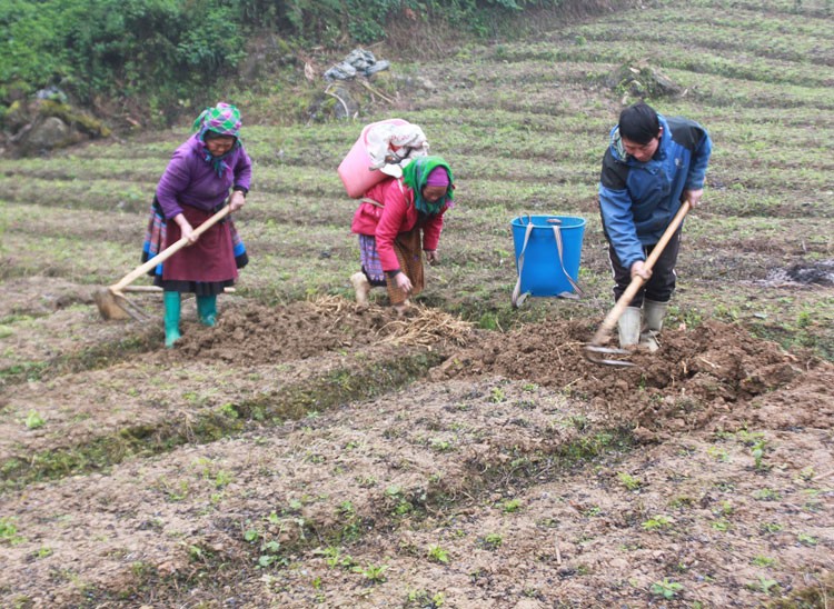 Đồng bào Mông Bắc Hà ra quân thu hoạch cây dược liệu vàng