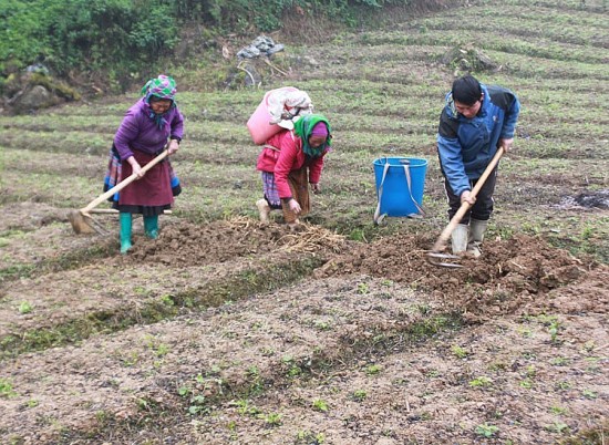dong bao mong bac ha ra quan thu hoach cay duoc lieu cat canh