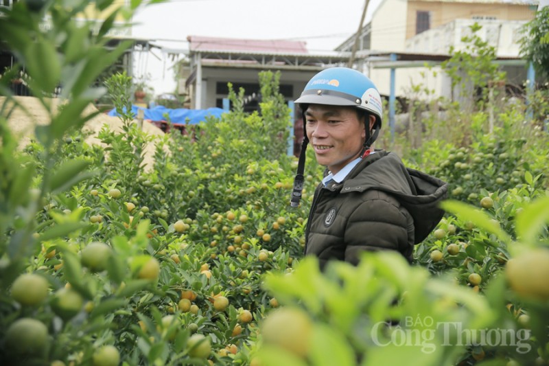 Quảng Nam: Quất Tết được giá, nông dân vui mừng