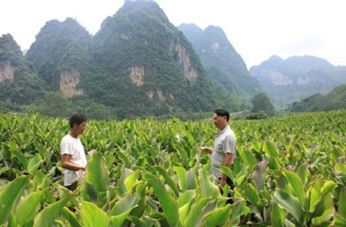 Cao Bằng: Phát triển mô hình hợp tác xã giúp đồng bào dân tộc thiểu số giảm nghèo bền vững