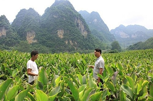 cao bang phat trien mo hinh hop tac xa giup dong bao dan toc thieu so giam ngheo ben vung