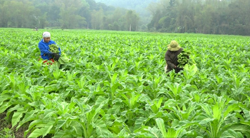 Cao Bằng: Triển khai chương trình phát triển kinh tế - xã hội vùng đồng bào dân tộc