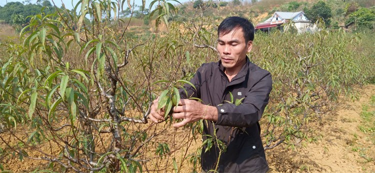 Người trồng đào Bảo Thắng tất bật chuẩn bị phục vụ dịp Tết