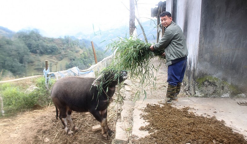 Anh Tráng A Pao, ở thôn Tẩn Chư , xã Tả Văn Chư- Bắc Hà tranh thủ đi cắt, mót cỏ tự nhiên còn sót đểcho trâu ăn bổ sung chất