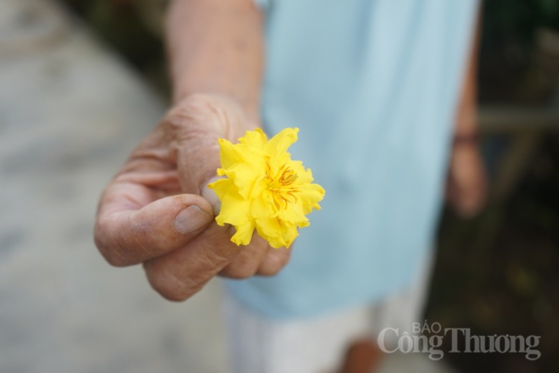 Bình Định: Người dân “đứng ngồi không yên” vì mai Tết nở sớm