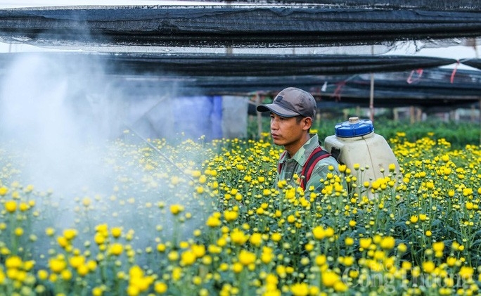 Người dân làng Tây Tựu ăn ngủ cùng hoa vào dịp cận Tết