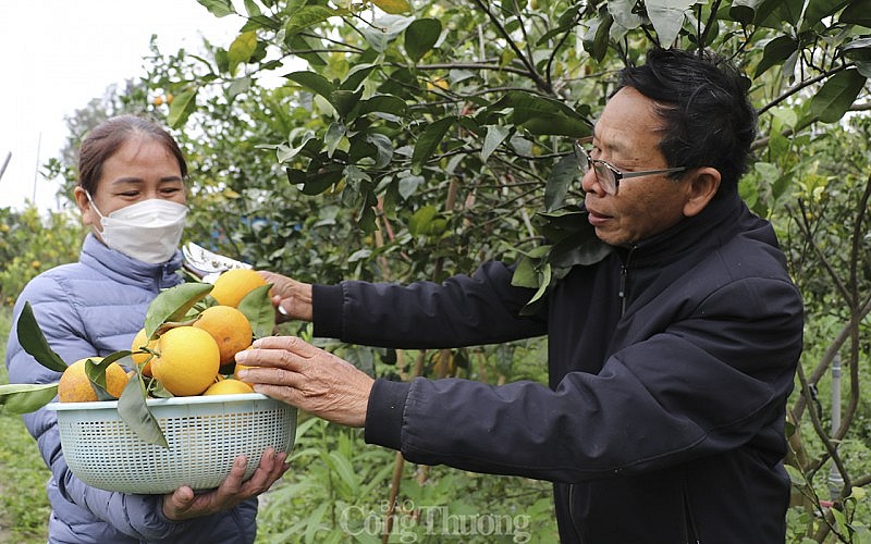 Cam đắt nhất Việt Nam “cháy hàng”