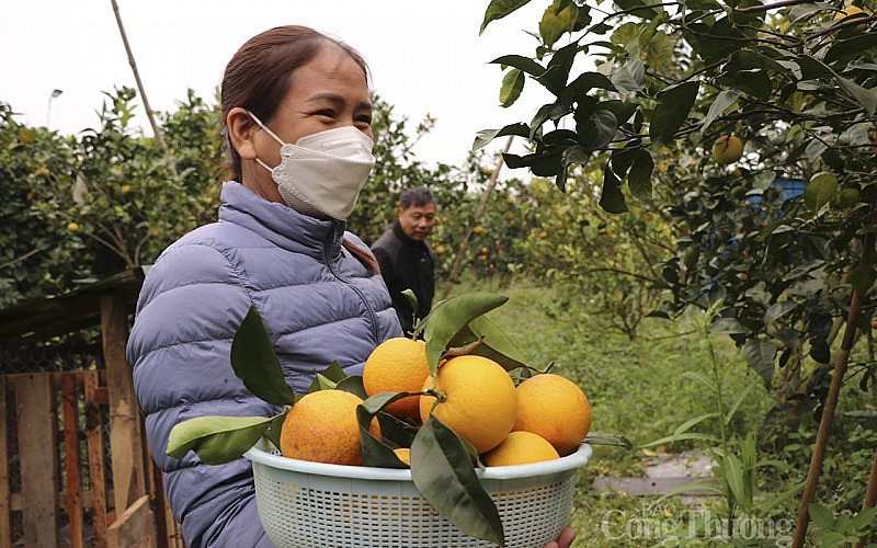 Cam đắt nhất Việt Nam “cháy hàng”