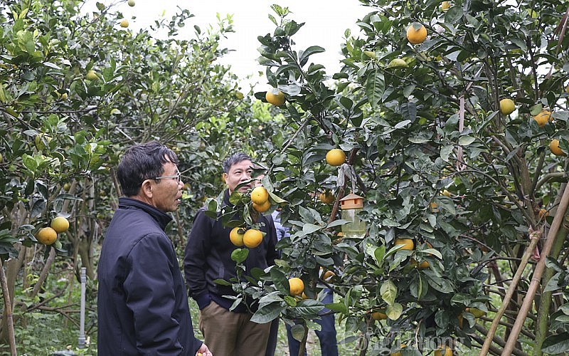 Cam đắt nhất Việt Nam “cháy hàng”