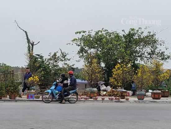 Thanh Hóa: Sắc hoa xuân trên nhiều tuyến phố