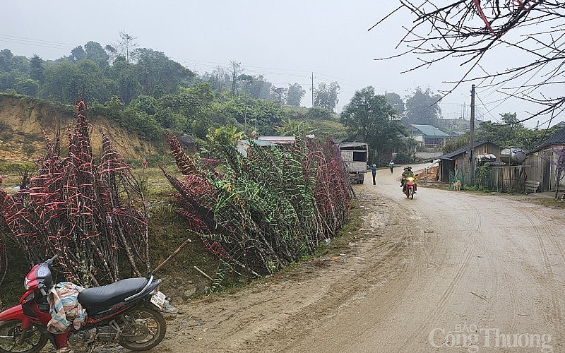 Đi hàng trăm km để săn đào dưới chân núi Pù Xai Lai Leng