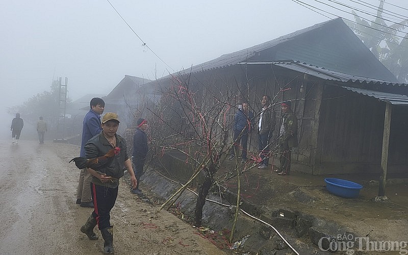 Đi hàng trăm km để săn đào dưới chân núi Pù Xai Lai Leng