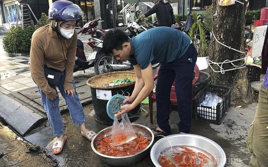 Nghệ An: Cá chép đưa ông Táo vừa thả xuống sông đã bị thuyền chờ trực vớt