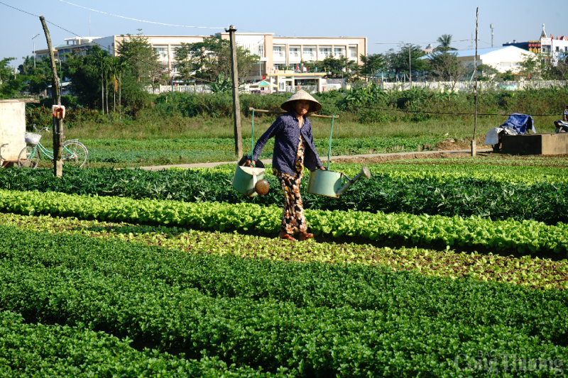 Vùng trồng rau lớn nhất thành phố Đà Nẵng tất bật cho vụ Tết Mục sở thị vùng rau lớn nhất TP. Đà Nẵng vào vụ Tết Quý Mão