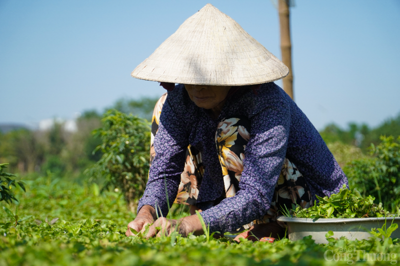 Vùng trồng rau lớn nhất thành phố Đà Nẵng tất bật cho vụ Tết Mục sở thị vùng rau lớn nhất TP. Đà Nẵng vào vụ Tết Quý Mão