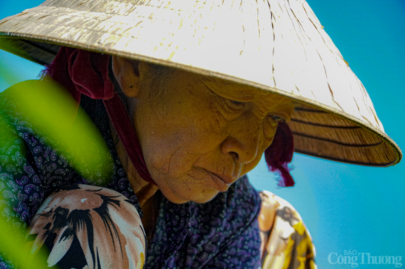 Vùng trồng rau lớn nhất thành phố Đà Nẵng tất bật cho vụ Tết Mục sở thị vùng rau lớn nhất TP. Đà Nẵng vào vụ Tết Quý Mão