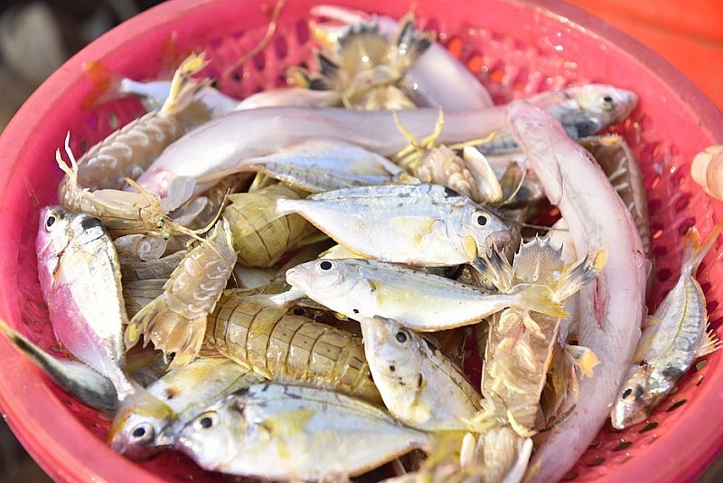 Thanh Hóa: Ngư dân làm lễ vươn khơi lấy may đầu năm đón "lộc biển" Thanh Hóa: Ngư dân làm lễ vươn khơi lấy may đầu năm đón "lộc biển"
