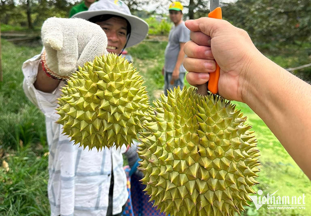 Thương lái ráo riết gom hàng đưa sang Trung Quốc, giá sầu riêng cao kỷ lục