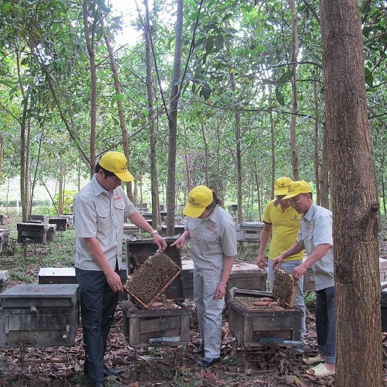 Phê duyệt Đề án “Phát triển bền vững ngành ong đến năm 2030”