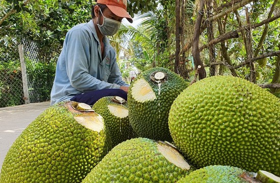 Giá mít Thái hôm nay ngày 31/7/2023: Giá mít Nhất từ 31.000-32.000 đồng/kg