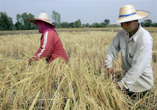 Xuat khau gao Thai Lan vuot muc tieu de ra trong nam 2022 hinh anh 1